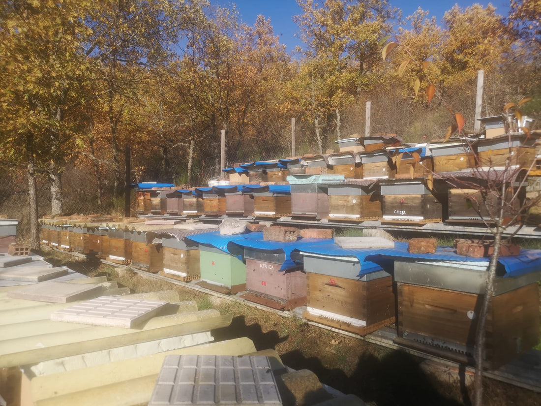 Preparamos las colmenas para el invierno